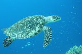 Curacao 04-12 577